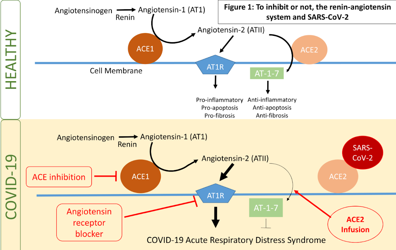 Healthy vs COVID-19 interactions on the renin-angiotensin system